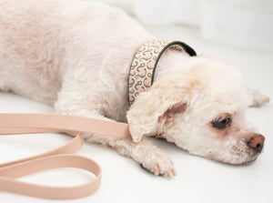 Slithering Snakes Canvas Dog Collar (1" and 1.5" only)
