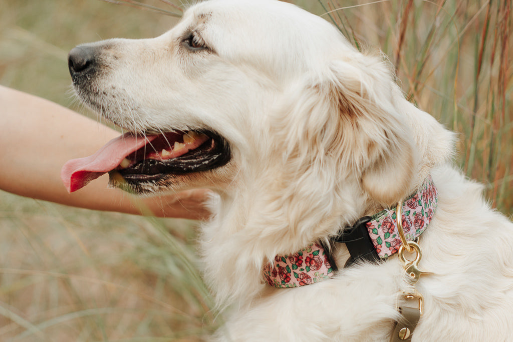 Furmes Kelly Black Leather Collar & Leash, Paws Circle