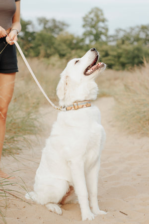 The Dunes Canvas Dog Collar (1" and 1.5" only)
