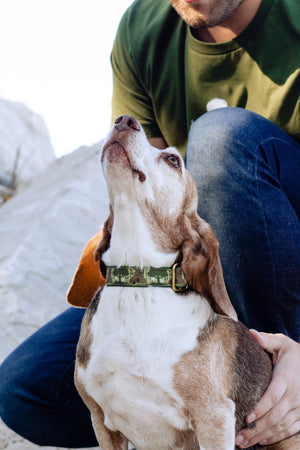 Haunted Forest Canvas Dog Collar (1" and 1.5" only)
