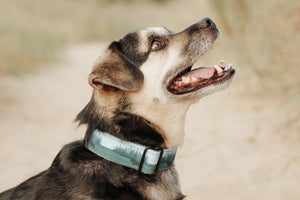 Superior Splendor Canvas Dog Collar (1" and 1.5" only)