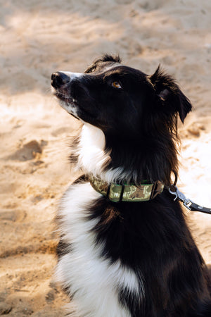Haunted Forest Canvas Dog Collar (1" and 1.5" only)