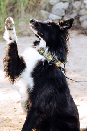 Haunted Forest Canvas Dog Collar (1" and 1.5" only)