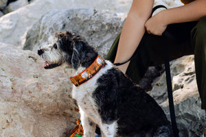 Skeleton Friends Canvas Dog Collar (1" and 1.5" only)