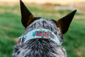 Wander Canvas Dog Collar (1" and 1.5" only)