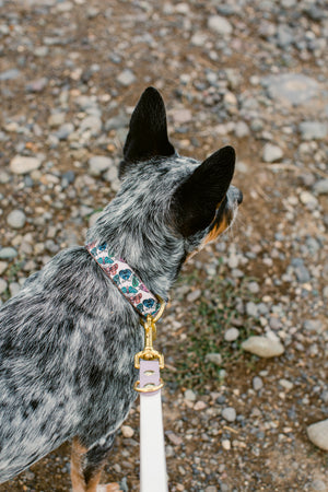 Moth Canvas Dog Collar