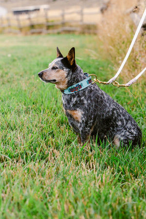 Wander Canvas Dog Collar (1" and 1.5" only)