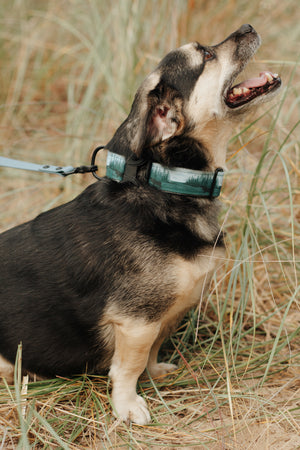 Superior Splendor Canvas Dog Collar (1" and 1.5" only)