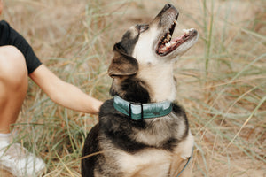 Superior Splendor Canvas Dog Collar (1" and 1.5" only)