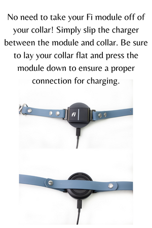 Fi Series 3 Compatible Single Color 3/4” or 1" Biothane Dog Collar