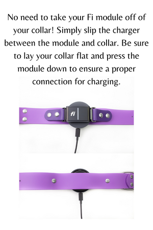 Fi Series 3 Compatible Biothane Collar - Classic Buckle - (Choice of 5/8", 3/4", 1" or 1.5" widths)