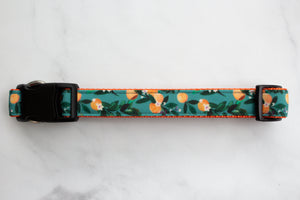 Teal Oranges Canvas Dog Collar