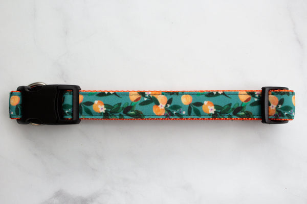 Teal Oranges Canvas Dog Collar