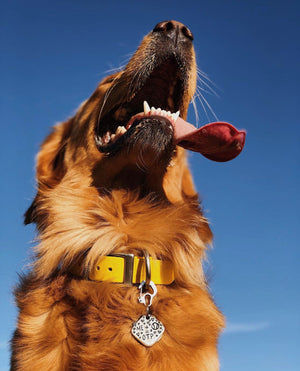 Standard Biothane Dog Collar