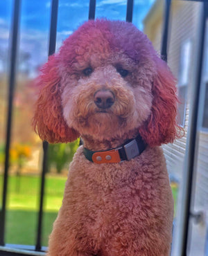 Fi Series 1 & 2 Compatible Multicolored Biothane Collar (5/8", 3/4", 1" and 1.5" widths)