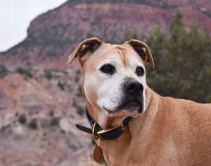 Standard Biothane Dog Collar