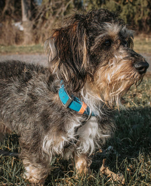 Biothane Dog Collar with strap keeper
