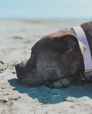 Standard Biothane Dog Collar